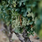 Sonnenhotel Weingut Roemmert Und Wellness ホテル