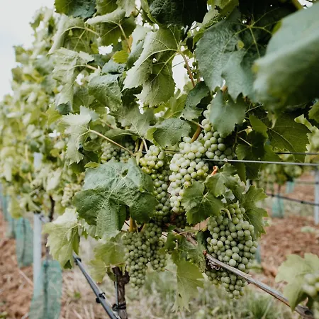Sonnenhotel Weingut Roemmert Und Wellness 4* فولكاخ