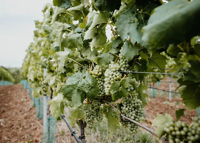 Sonnenhotel Weingut Roemmert Und Wellness 4* Volkach